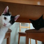 我が家のネコ達