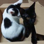 ねこと箱