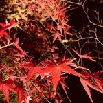 今シーズン初！秋刀魚