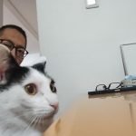 我が家のネコ達