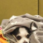 ”ラムース”のソファがきました。