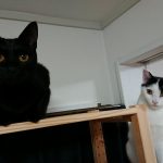 我が家のネコ