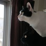 ペットのご飯台