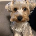 ペットに強い工務店？