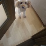 ペットと暮らす家①　茅ヶ崎市・藤沢市・平塚市・鎌倉市・寒川で家を建てる時に役立つ新築住宅コラム～