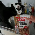 ネコにかつおぶし