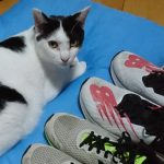 湘南国際マラソン