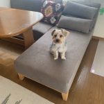 ダイニングソファー