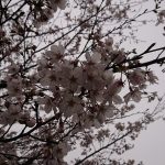 またまた桜