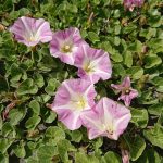 ゴールデンウイーク