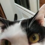 今週はペットウィーク？