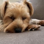 ヨーキーフェス