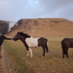 アイスランディックホース