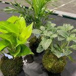 【終了致しました。】オリジナルの苔玉をつくろう　11月13日（土）daikatsuフェス