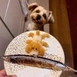 シーズン到来！