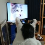 ネコとテレビ
