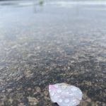 俳句から学ぶ日本語