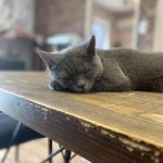 ペットのいる生活🐈