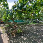 ぶどう狩りに行って来ました！