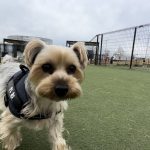 しぞ～かおでん？