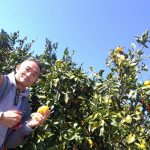 根府川でミカン狩り