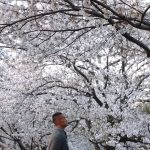 引地川公園の桜です