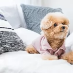 ペットと快適に暮らすための工夫とは？