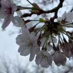 ピッカピカの一年生