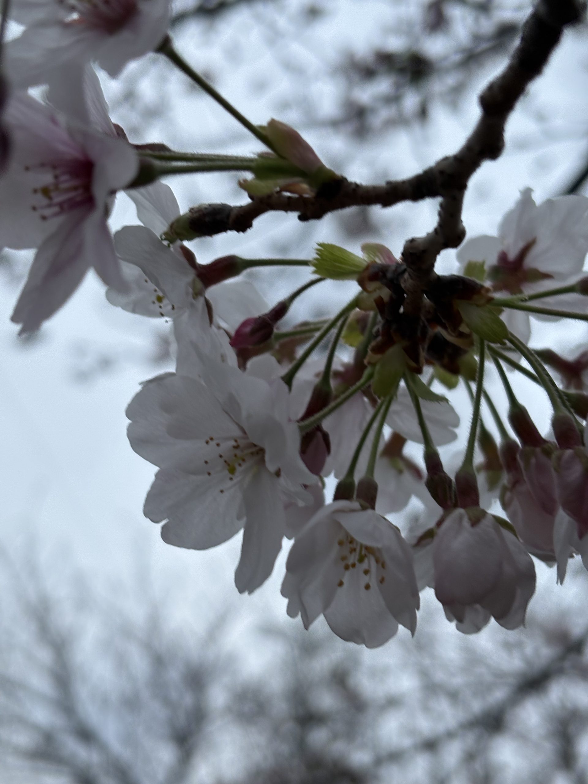 ピッカピカの一年生