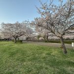 引地川でお花見