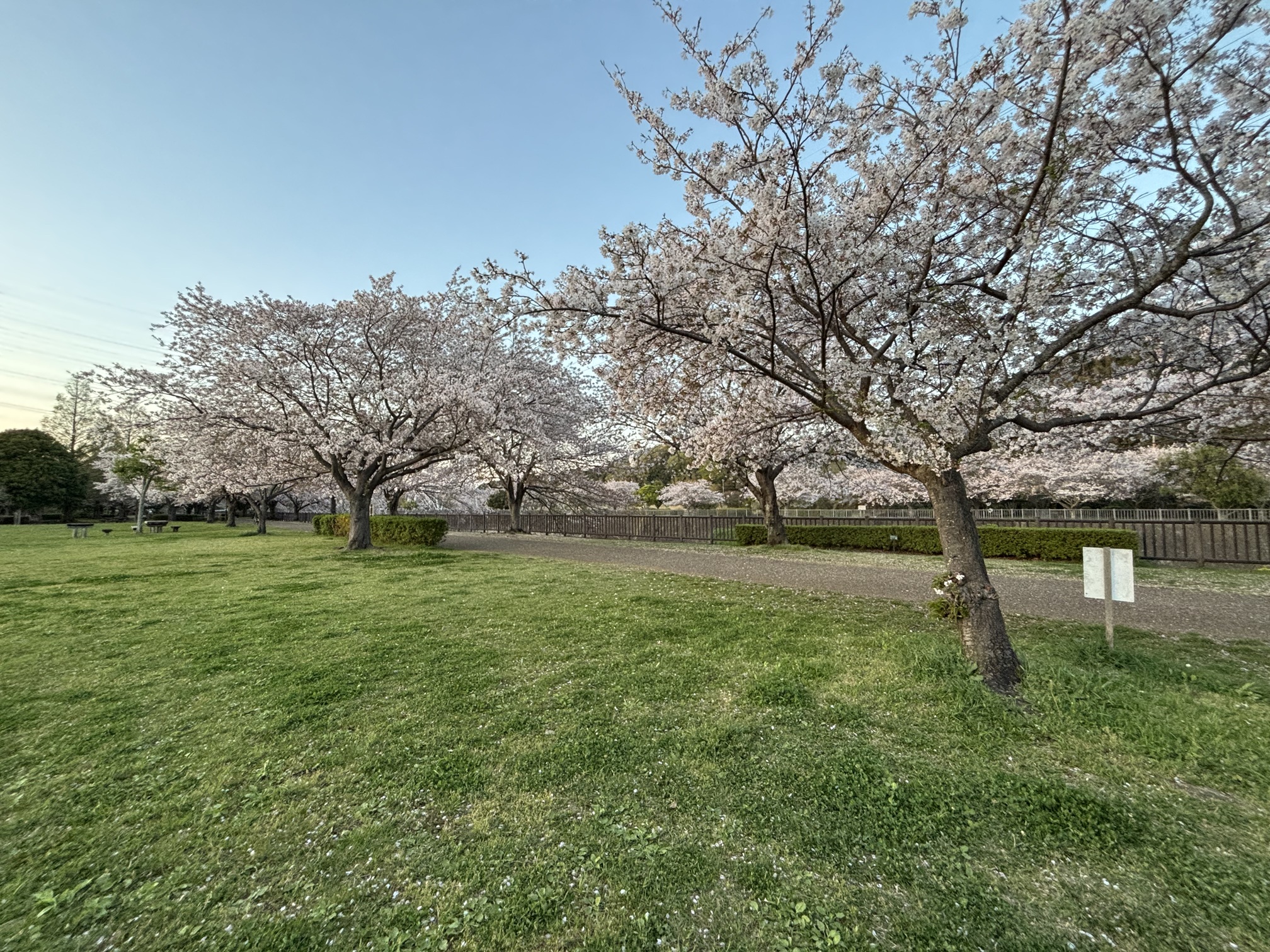 引地川でお花見