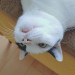 我が家のネコ