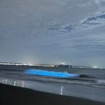 夜光虫