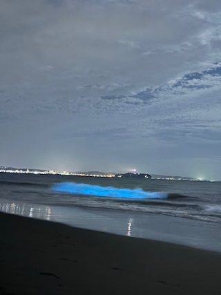 夜光虫